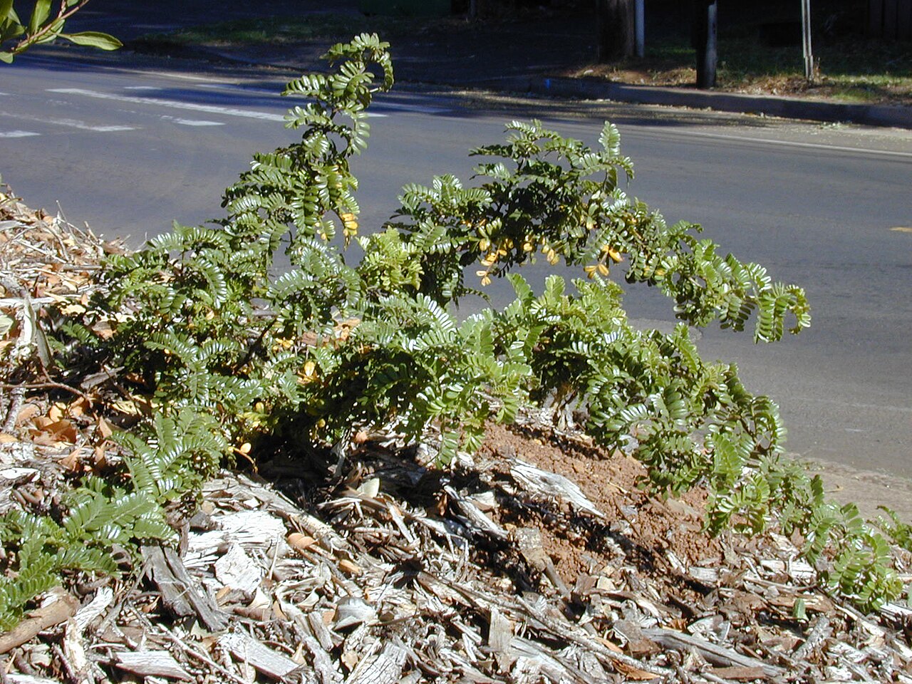 Osteomeles anthyllidifolia, Ulei — spreading evergreen (Rosaceae) (image 9 of 10)
