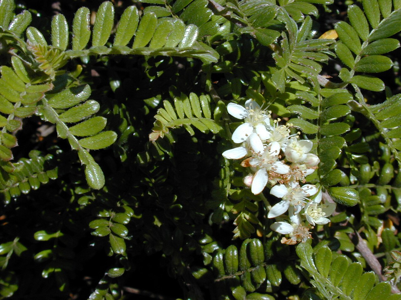 Osteomeles anthyllidifolia, Ulei — spreading evergreen (Rosaceae) (image 10 of 10)