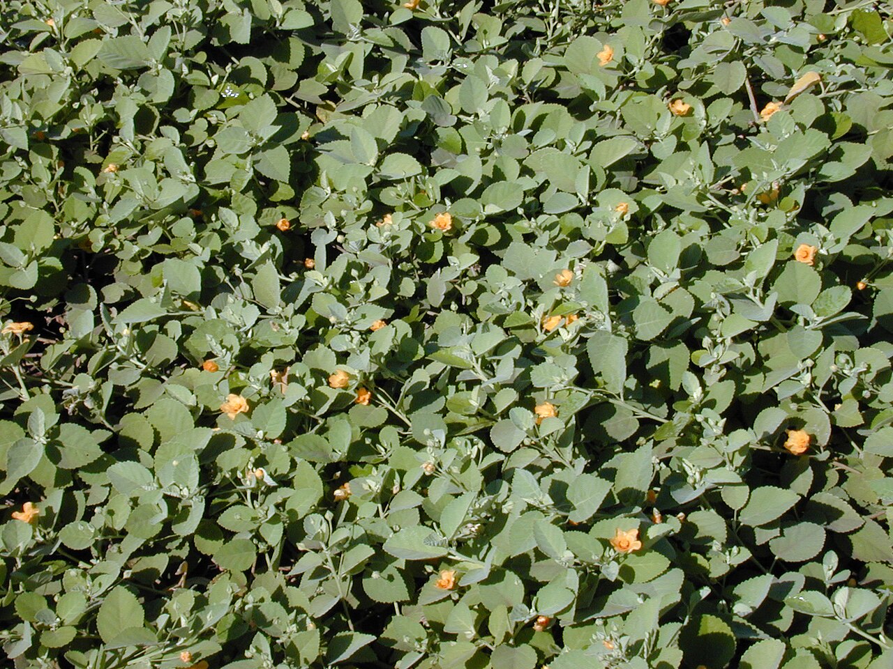 Sida fallax, Ilima — spreading evergreen (Malvaceae) (image 2 of 10)
