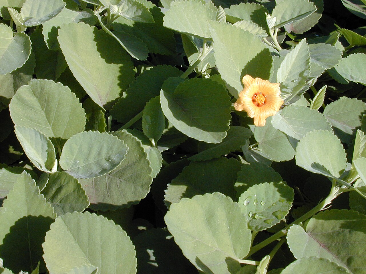 Sida fallax, Ilima — spreading evergreen (Malvaceae) (image 3 of 10)