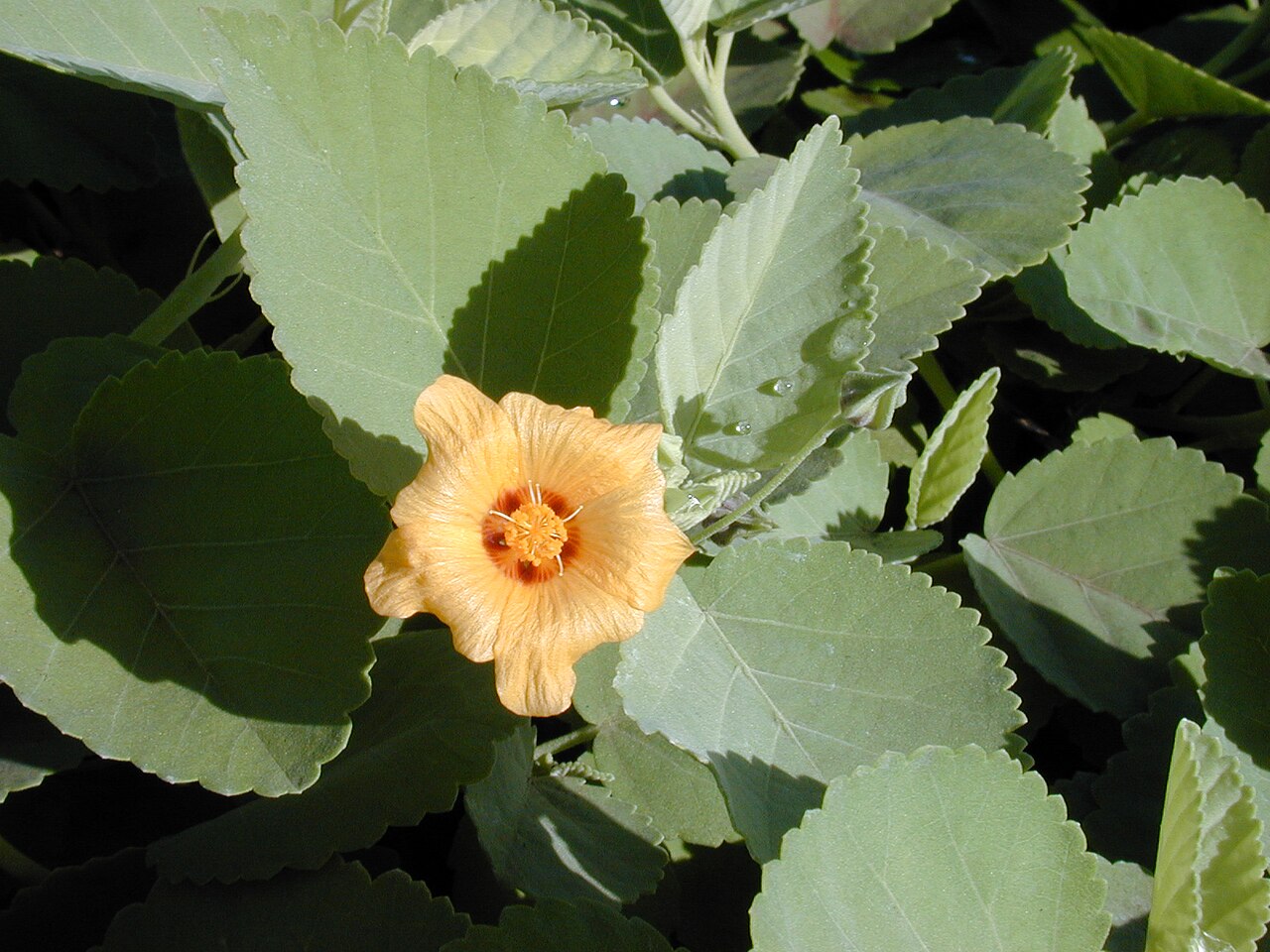 Sida fallax, Ilima — spreading evergreen (Malvaceae) (image 4 of 10)