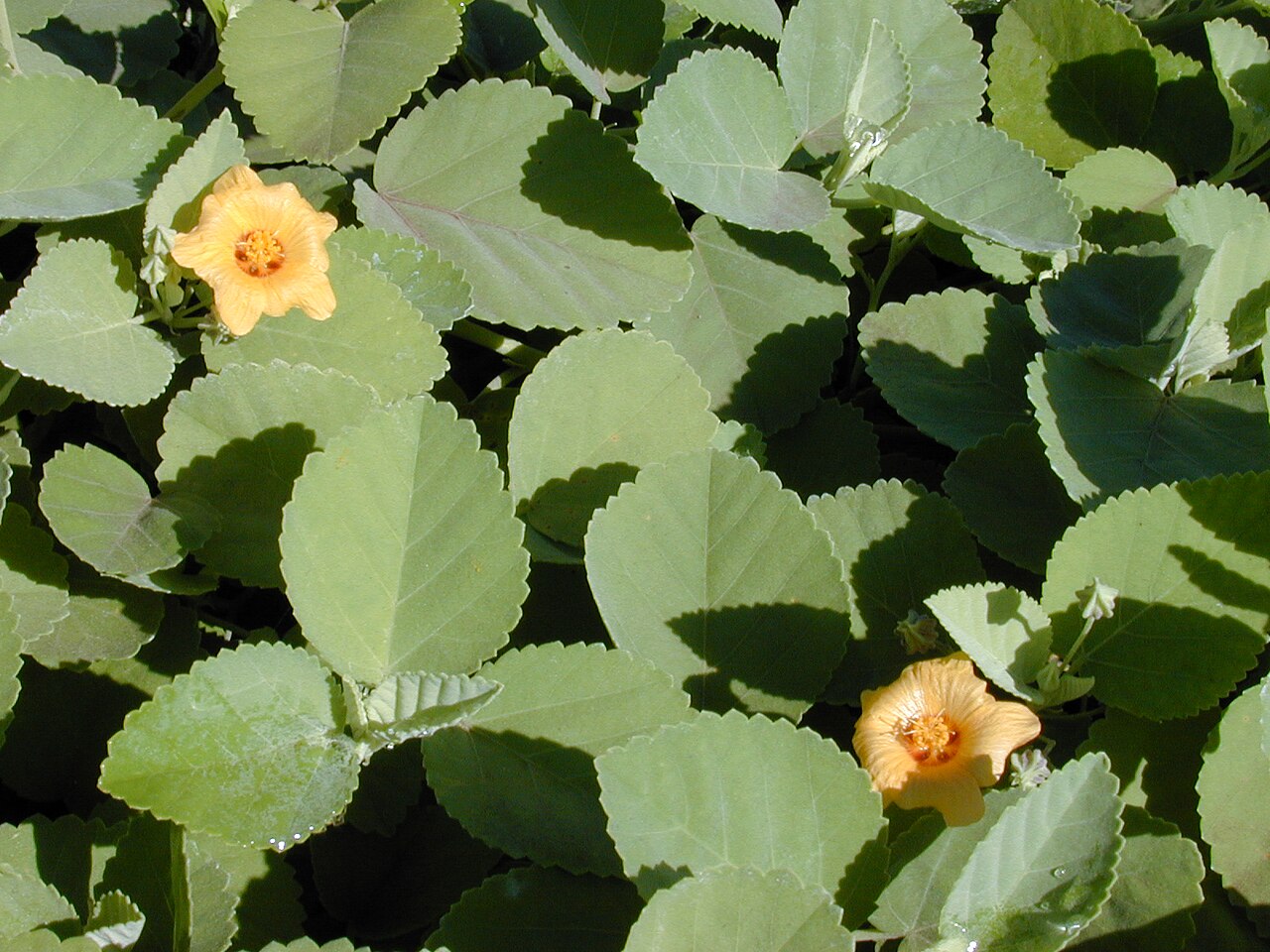 Sida fallax, Ilima — spreading evergreen (Malvaceae) (image 5 of 10)