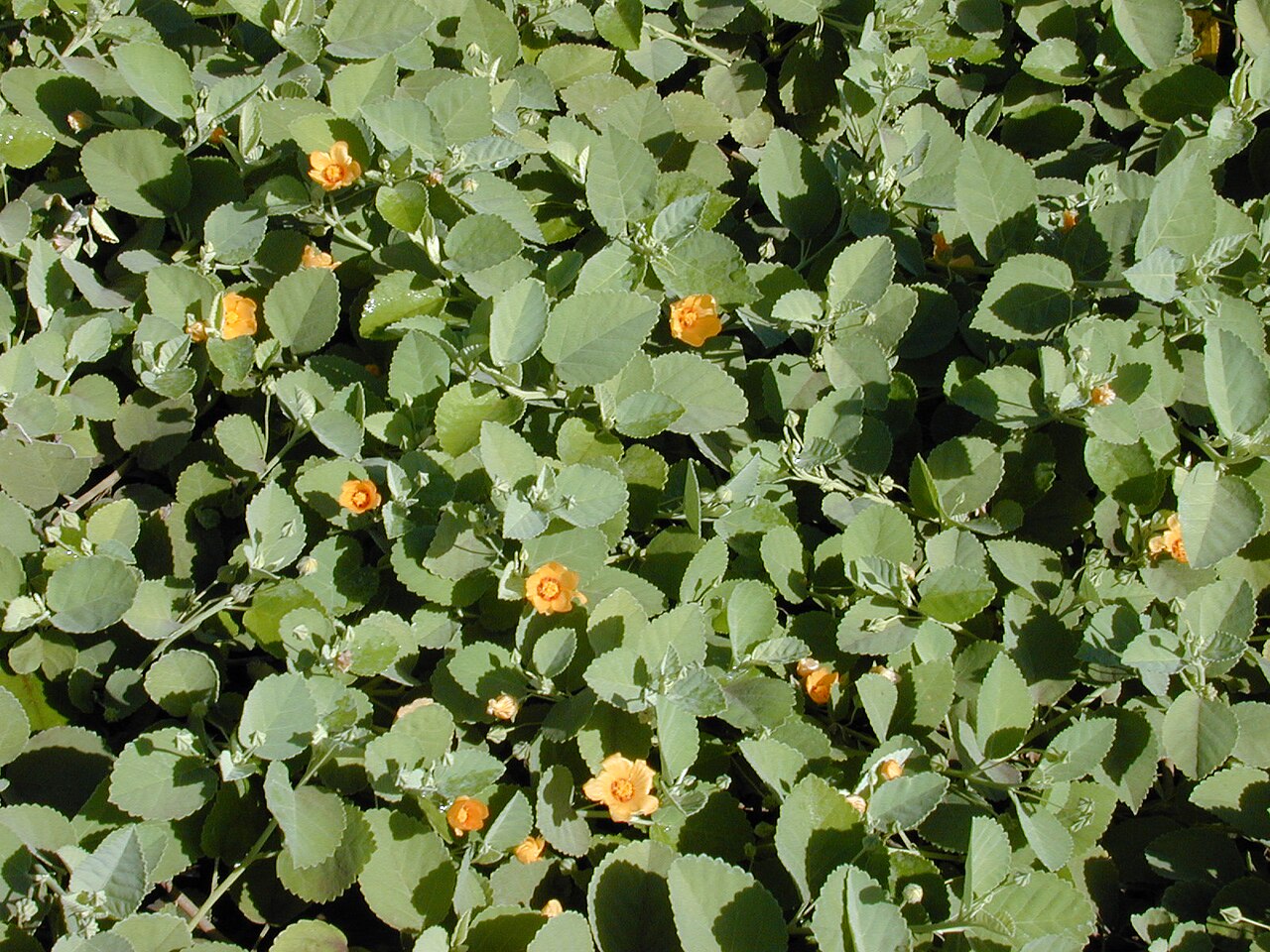 Sida fallax, Ilima — spreading evergreen (Malvaceae) (image 6 of 10)