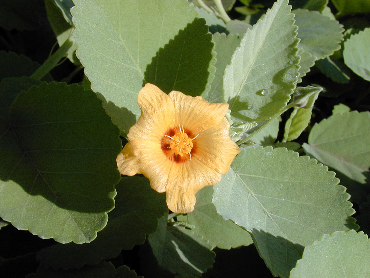 Sida fallax, Ilima — spreading evergreen (Malvaceae) (image 7 of 10)