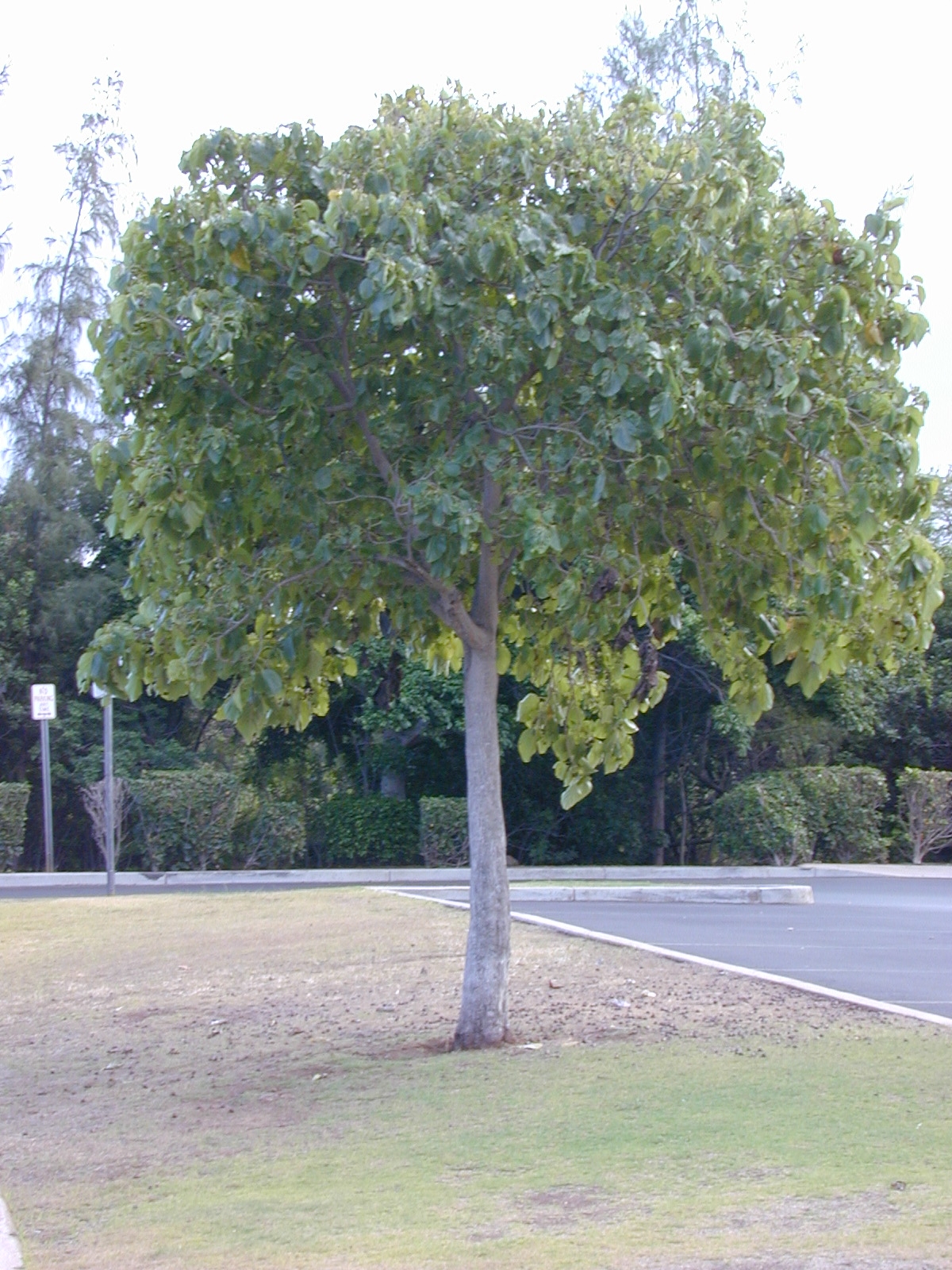 Cordia subcordata, Kou — spreading evergreen (Boraginaceae) (image 2 of 6)