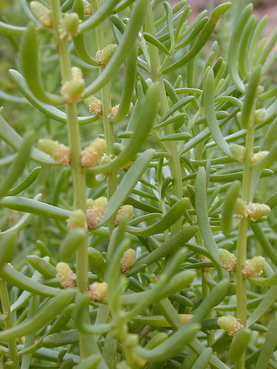 Batis maritima (Saltwort) (alternate view 2)