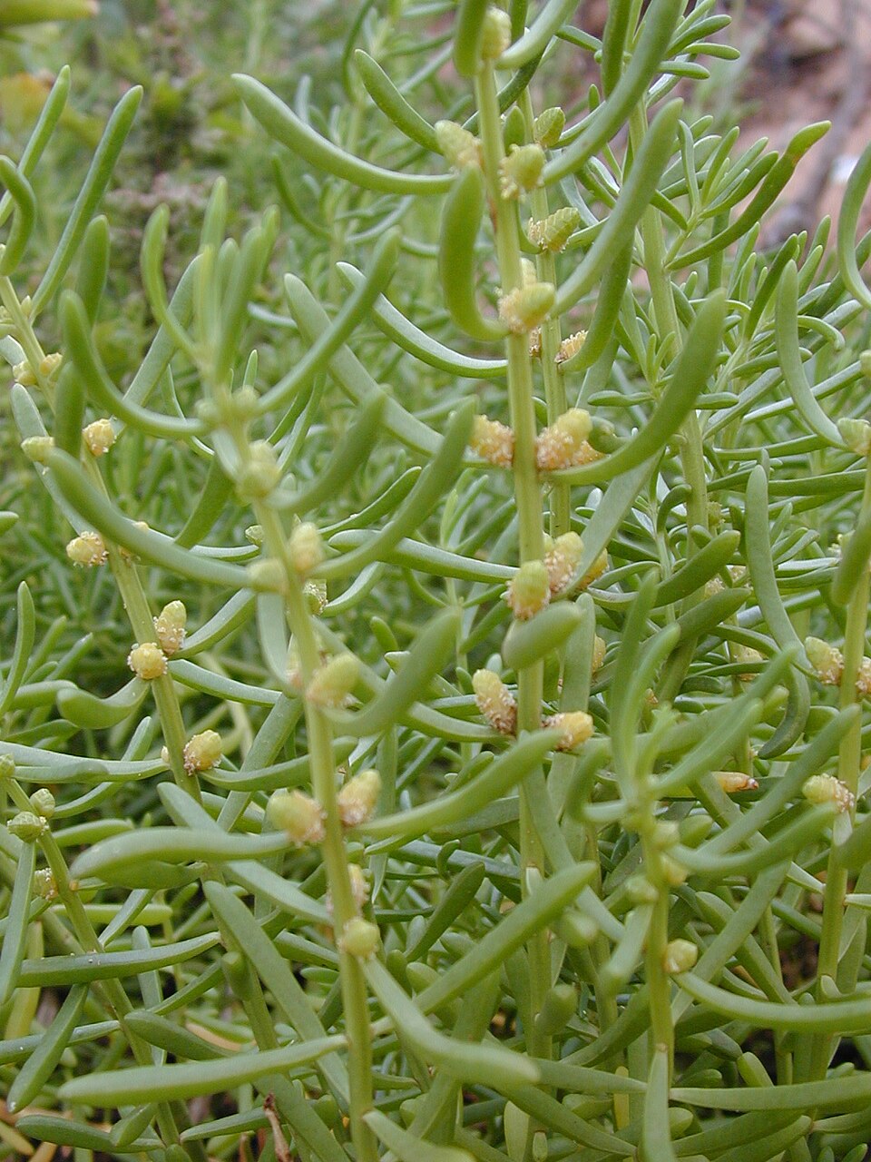 Batis maritima (Saltwort) (alternate view 3)