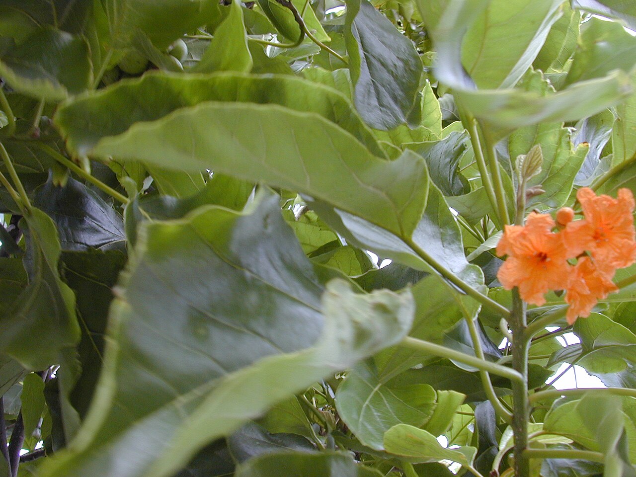 Cordia subcordata, Kou — spreading evergreen (Boraginaceae) (image 3 of 6)