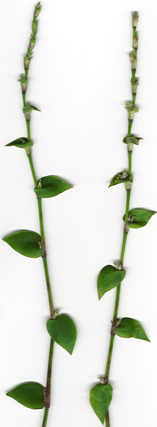 Callisia repens (Turtle Vine) (alternate view 7)
