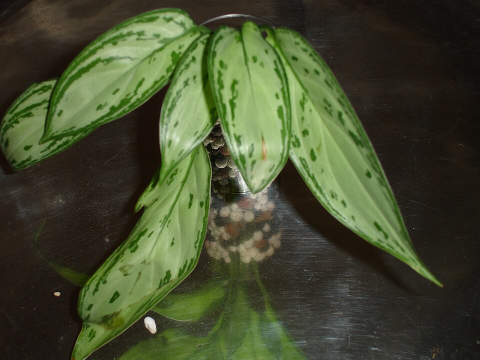 Aglaonema commutatum (Chinese Evergreen) (alternate view 15)