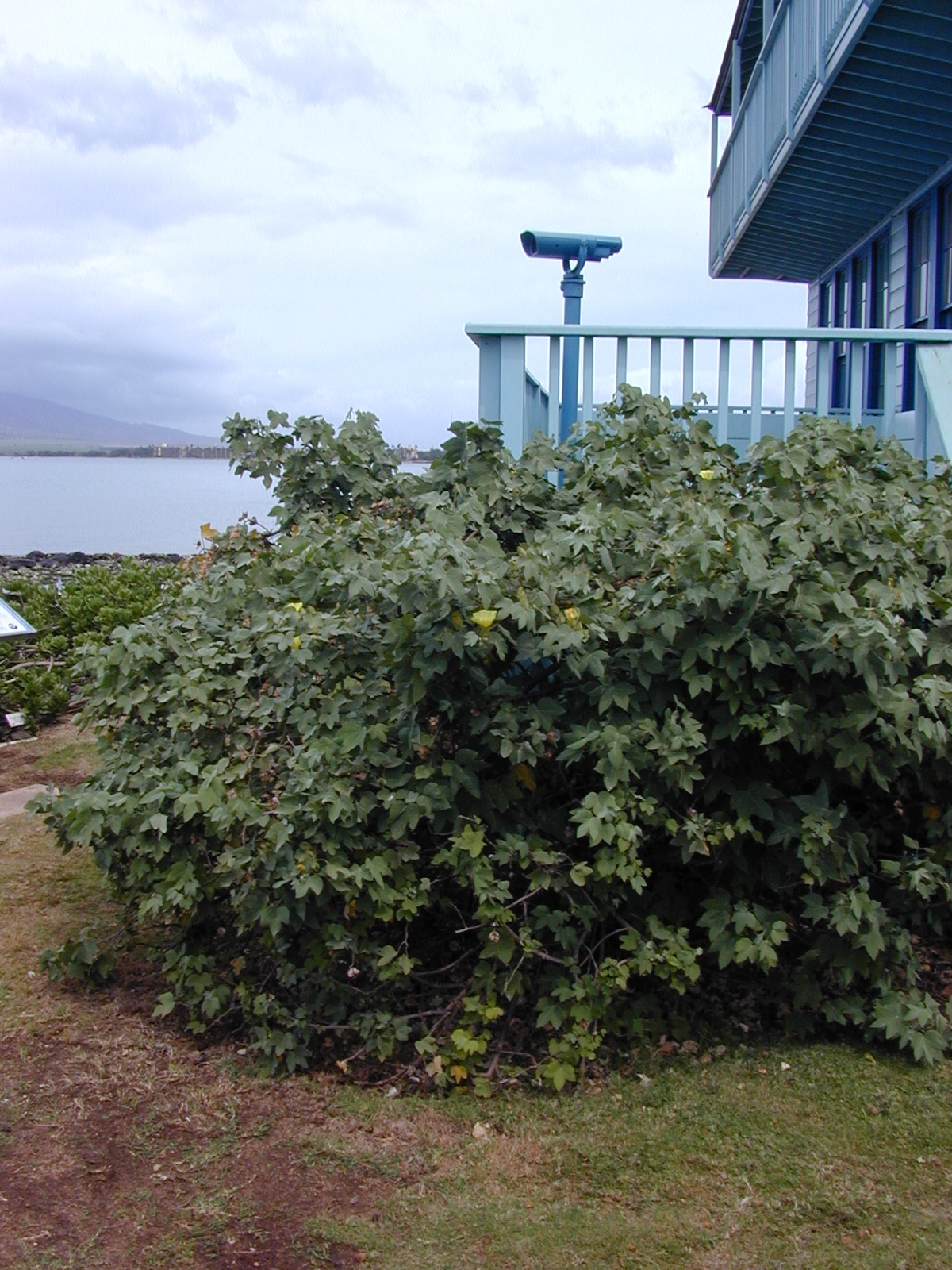 Gossypium tomentosum, Hawaiian cotton — spreading evergreen (Malvaceae) (image 1 of 8)