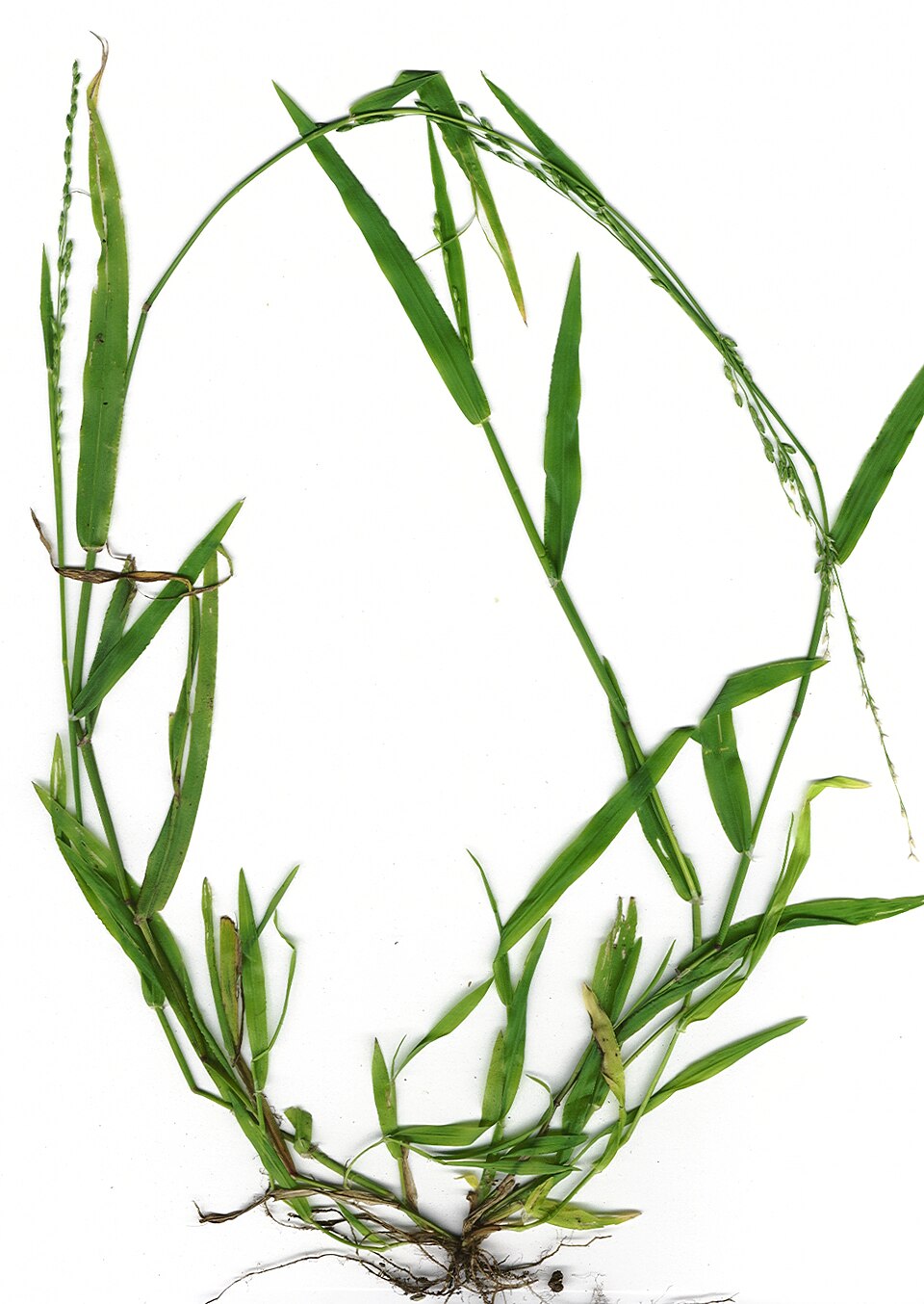Ehrharta erecta (panic veldtgrass)