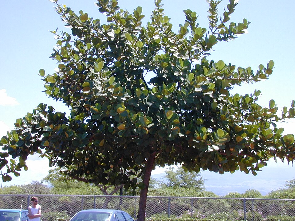 Clusia rosea (Autograph Tree) (alternate view 5)