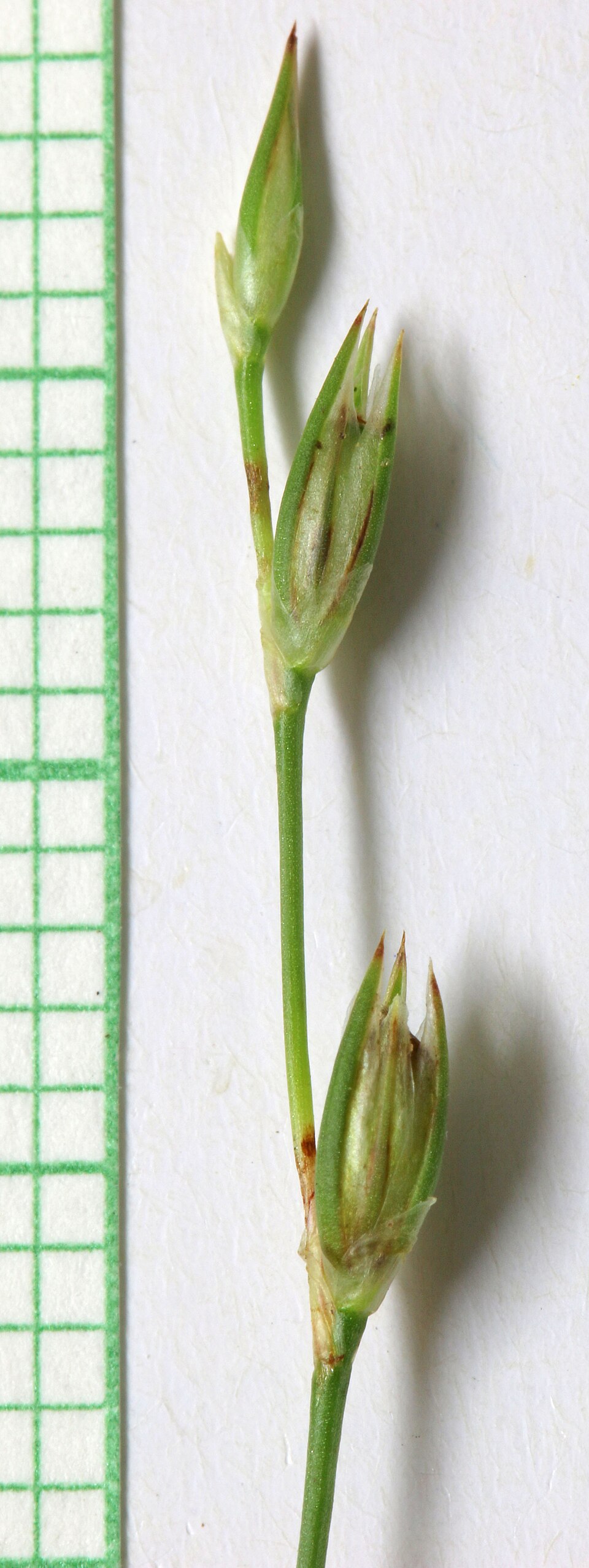 Juncus bufonius (Toad rush)