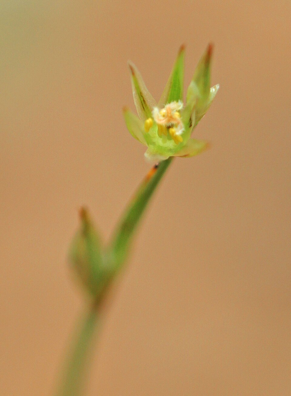Juncus bufonius (Toad rush)