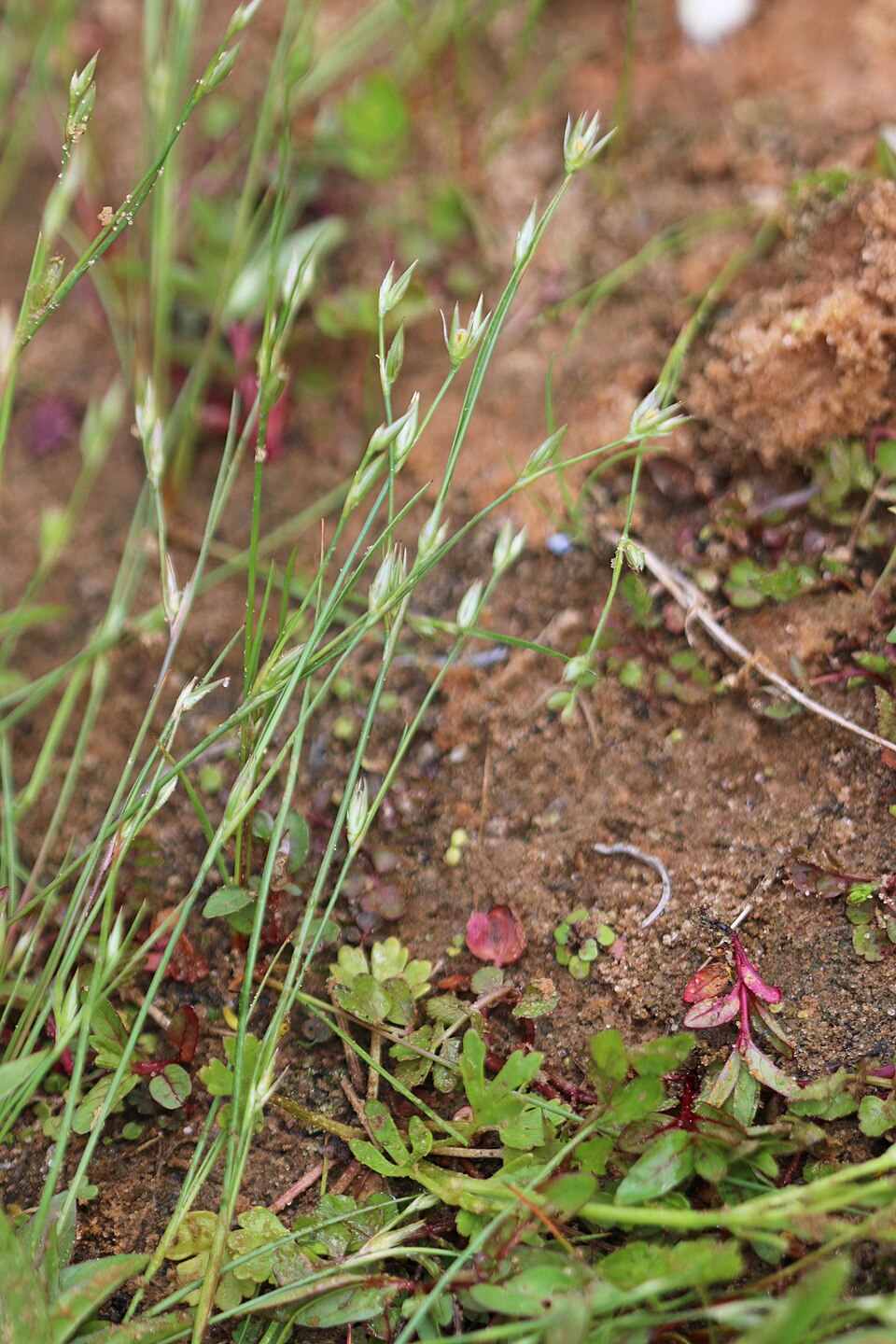 Juncus bufonius (Toad rush)