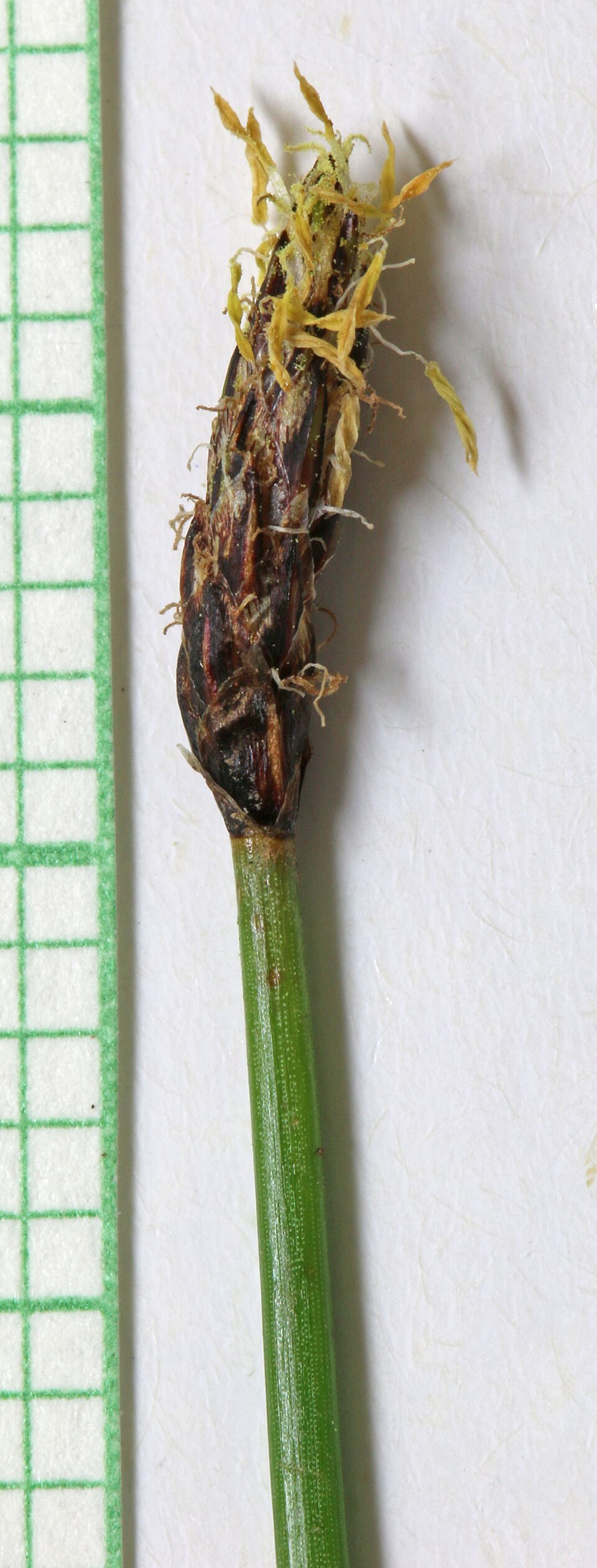 Eleocharis palustris (Common Spikerush) (alternate view 12)