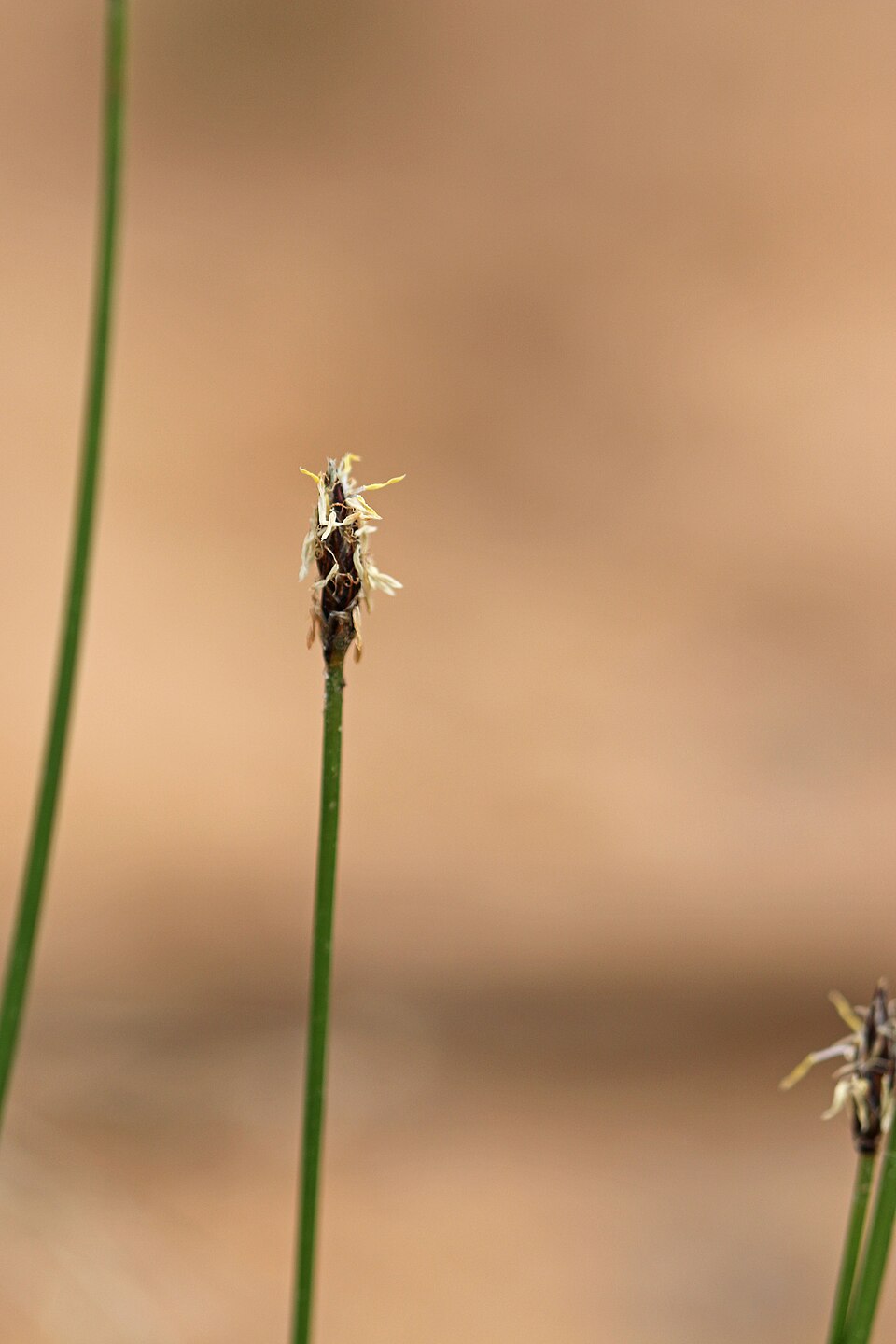 Eleocharis palustris (Common Spikerush) (alternate view 13)