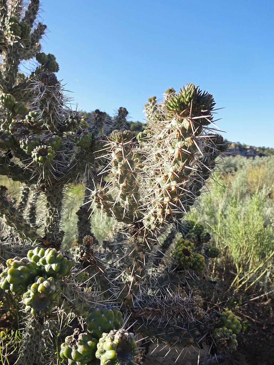Cylindropuntia whipplei (Whipple's Cholla) (alternate view 10)