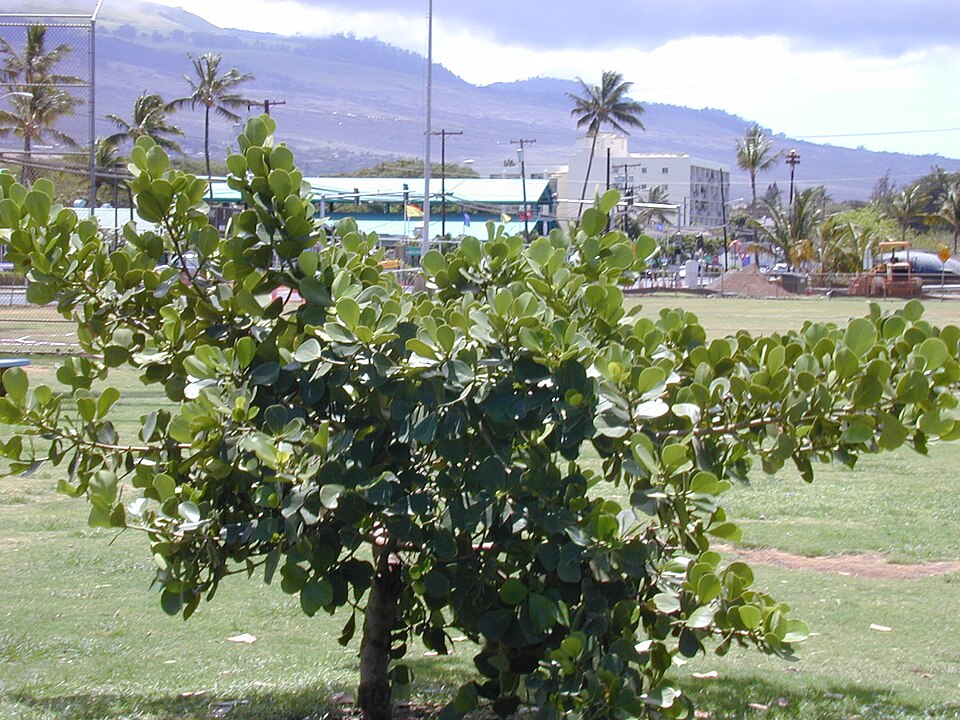 Clusia rosea (Autograph Tree) (alternate view 6)
