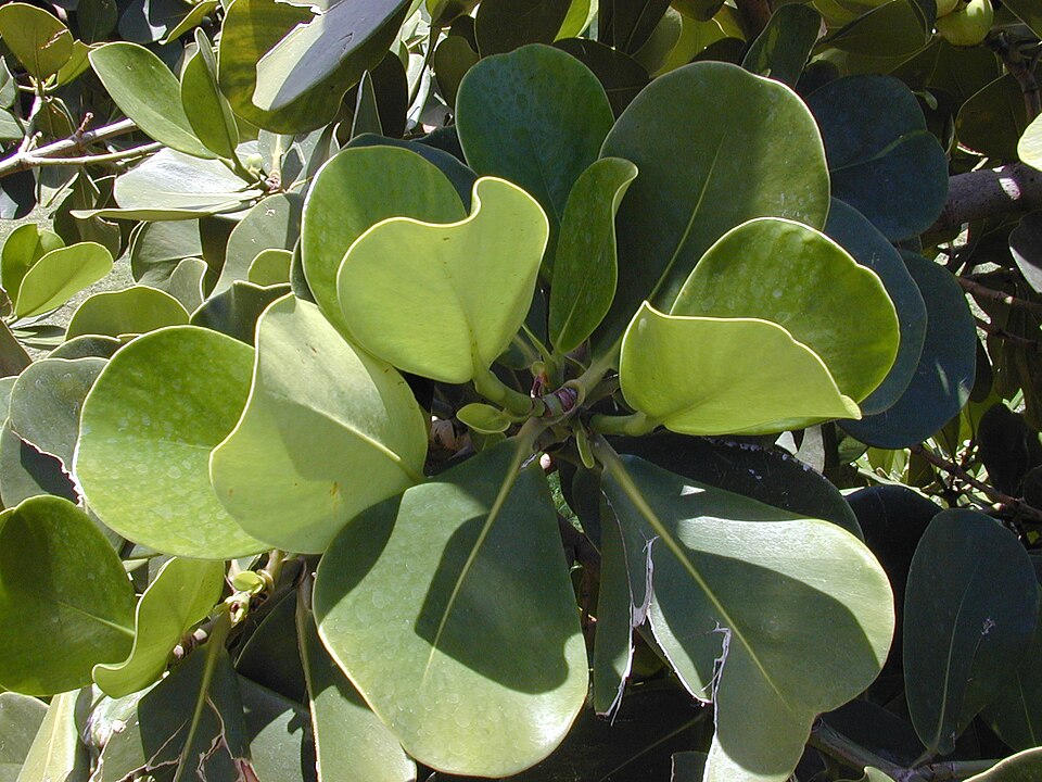 Clusia rosea (Autograph Tree) (alternate view 7)