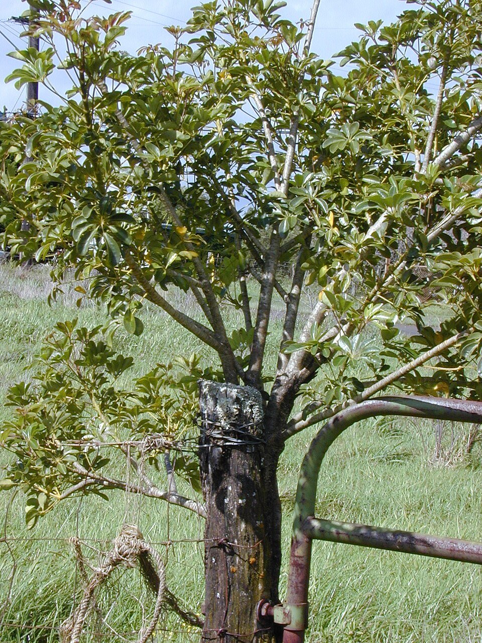 Schefflera arboricola (Dwarf Umbrella Tree) (alternate view 3)