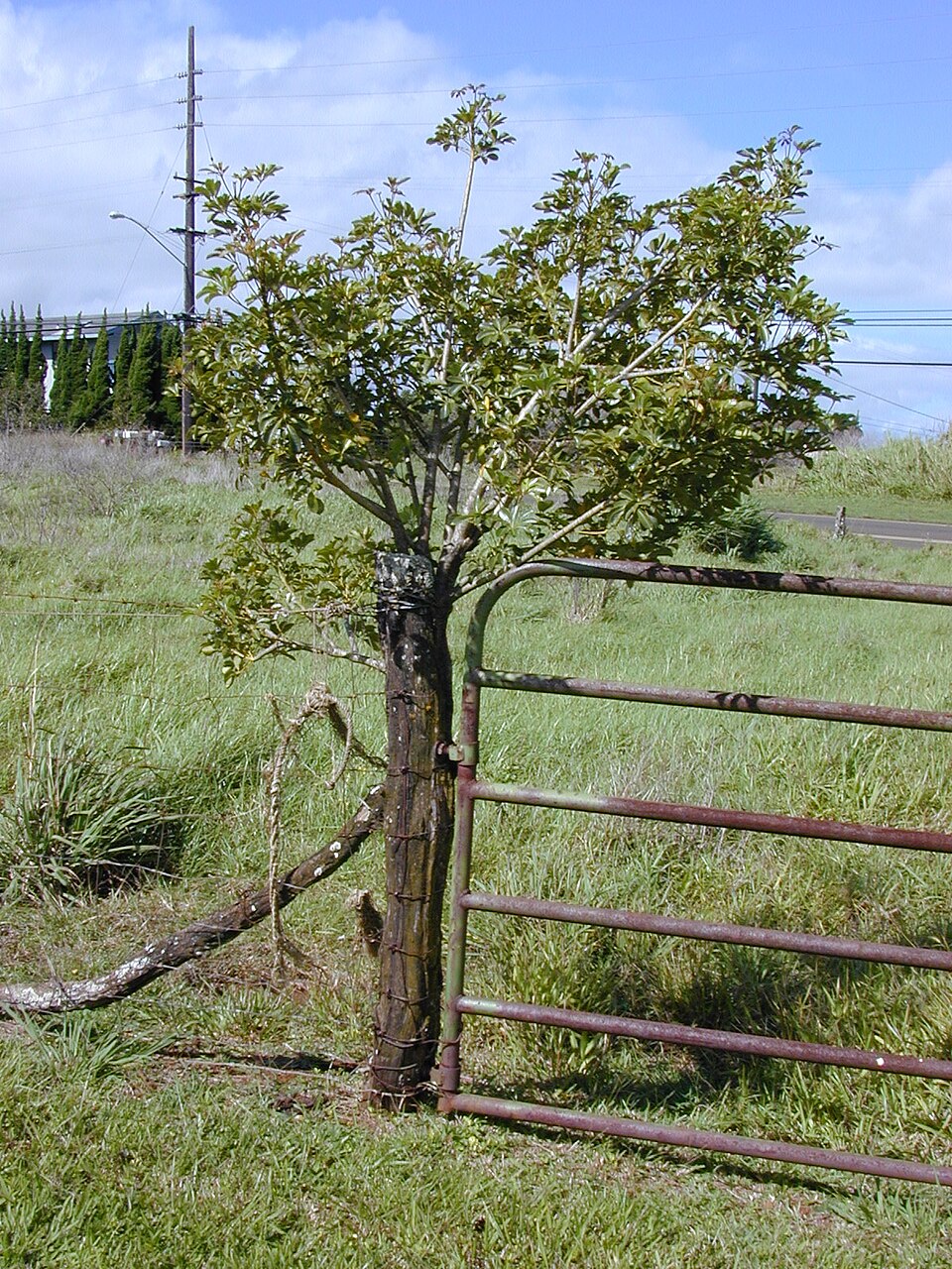 Schefflera arboricola (Dwarf Umbrella Tree) (alternate view 4)