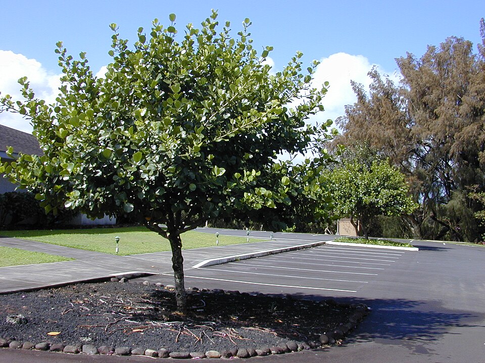 Clusia rosea (Autograph Tree) (alternate view 8)