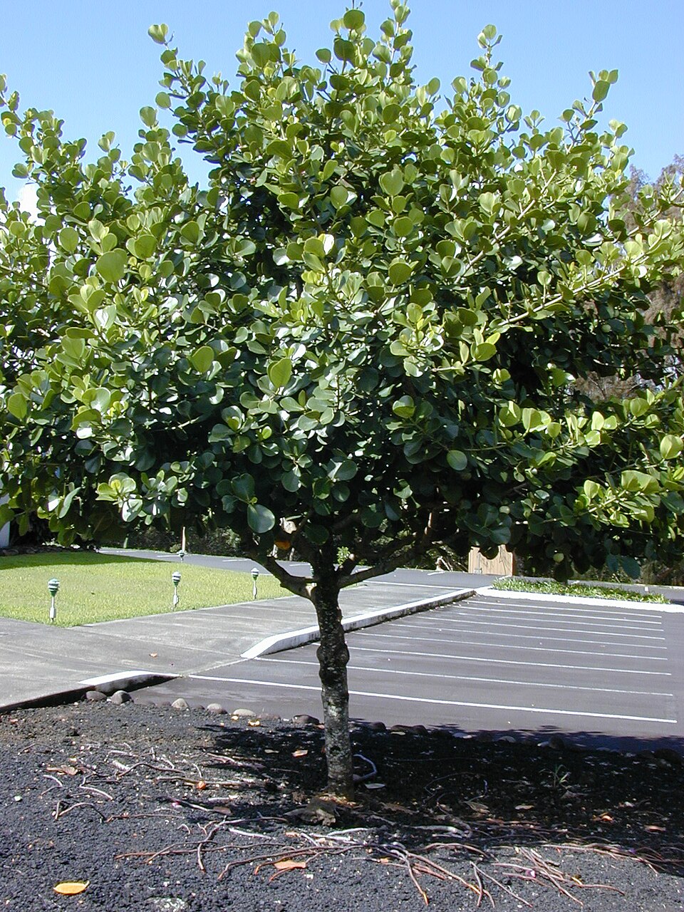 Clusia rosea (Autograph Tree) (alternate view 9)