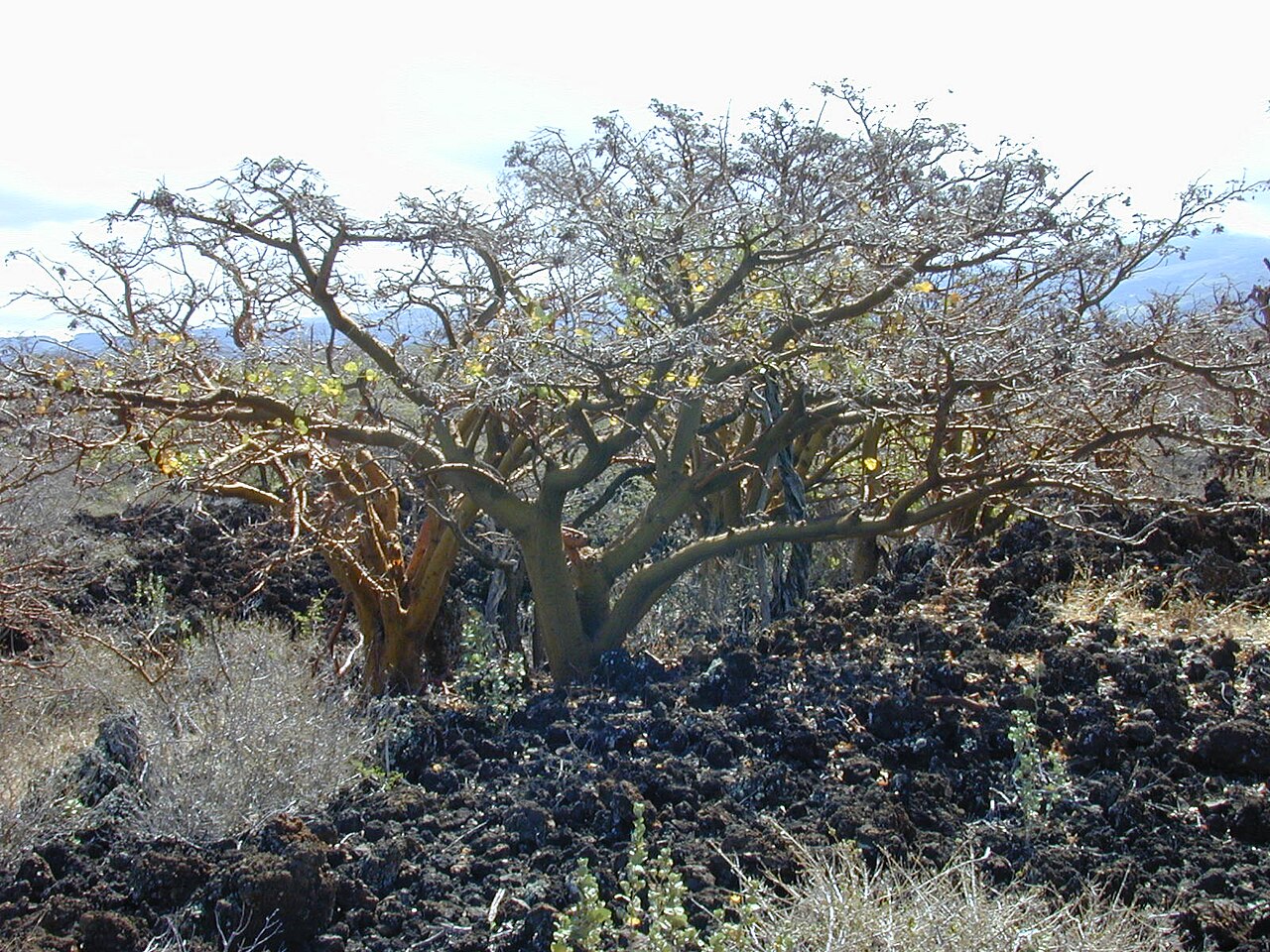 Erythrina sandwicensis, Wiliwili — spreading deciduous (Fabaceae) (image 1 of 10)