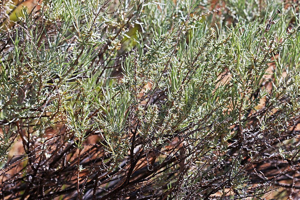 Artemisia filifolia (sand sagebrush) (alternate view 4)