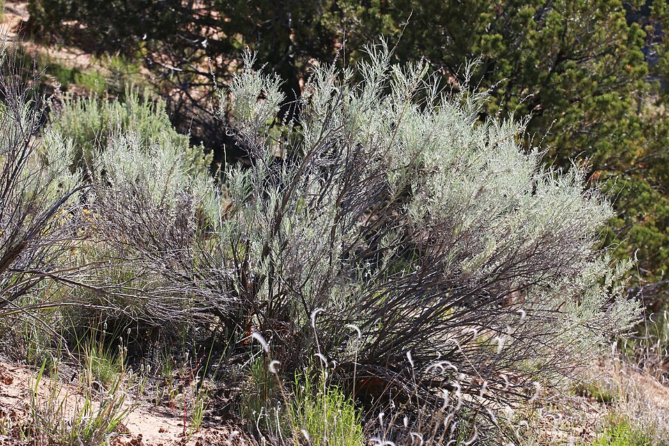 Artemisia filifolia (sand sagebrush) (alternate view 5)