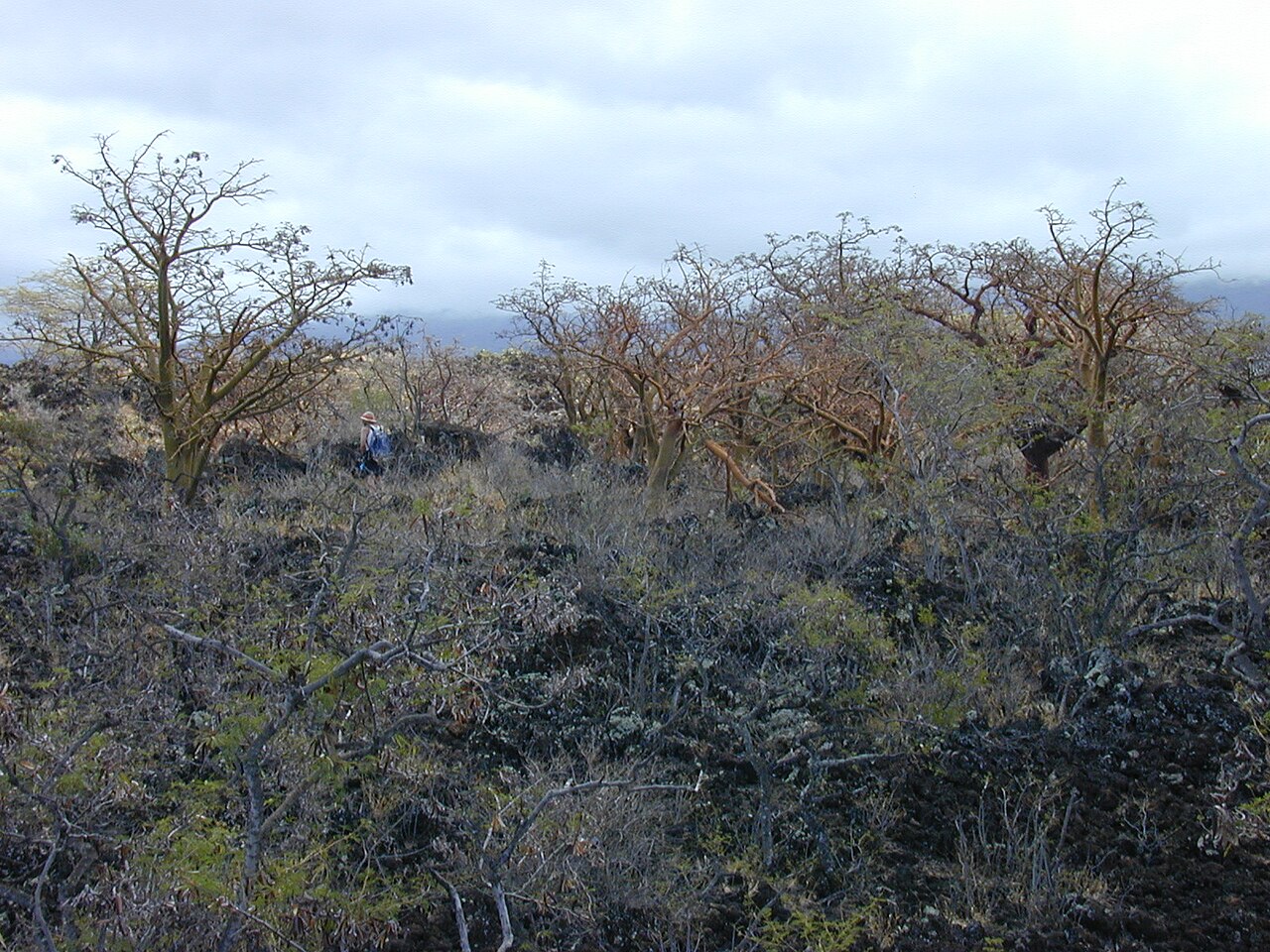 Erythrina sandwicensis, Wiliwili — spreading deciduous (Fabaceae) (image 4 of 10)
