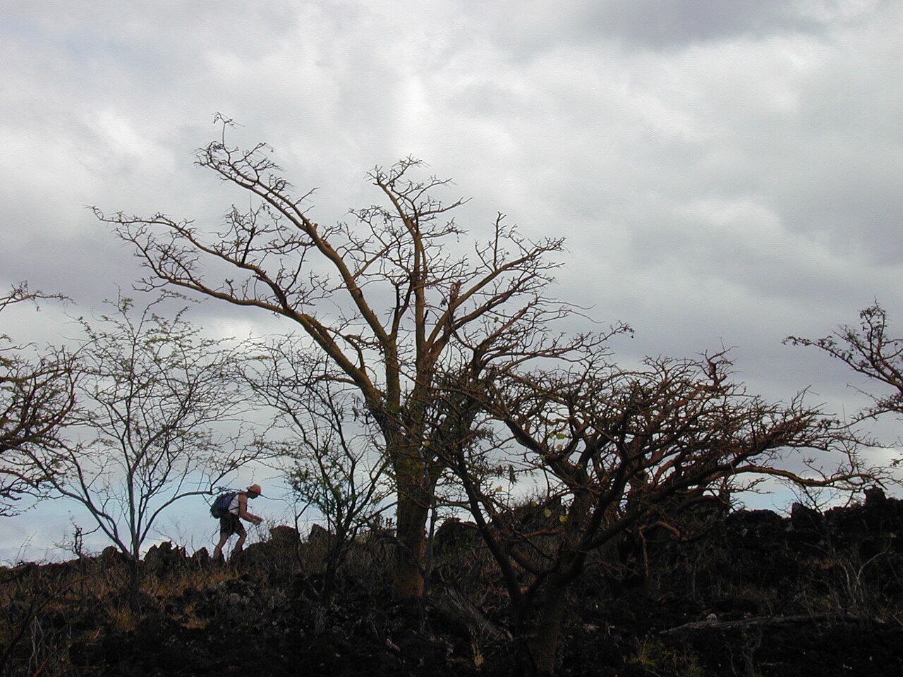 Erythrina sandwicensis, Wiliwili — spreading deciduous (Fabaceae) (image 5 of 10)