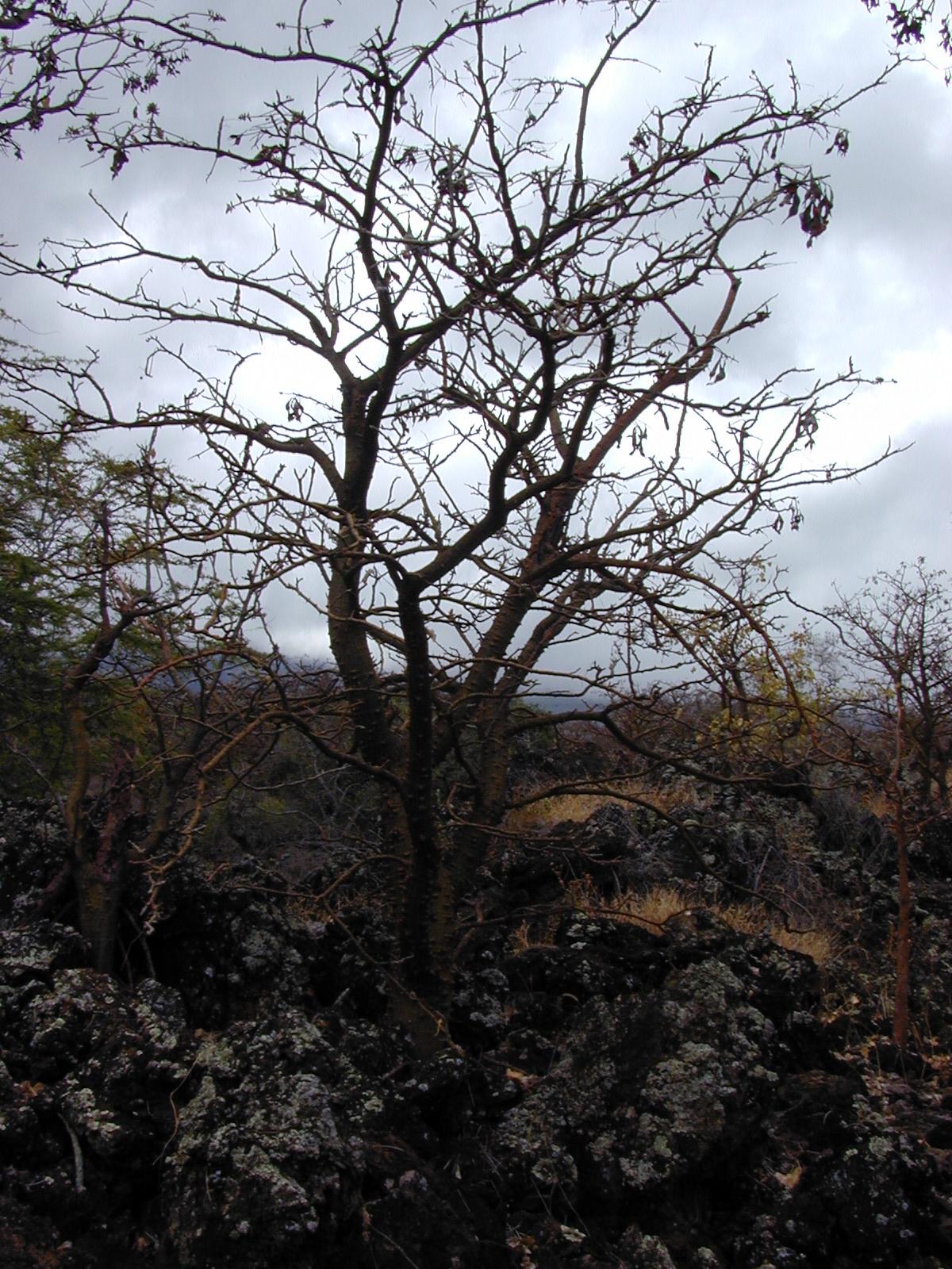 Erythrina sandwicensis, Wiliwili — spreading deciduous (Fabaceae) (image 6 of 10)