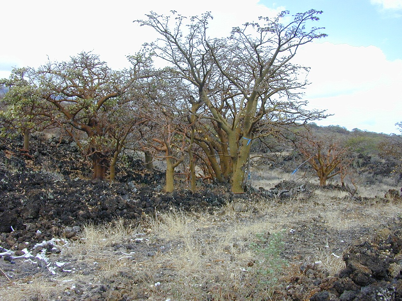 Erythrina sandwicensis, Wiliwili — spreading deciduous (Fabaceae) (image 7 of 10)