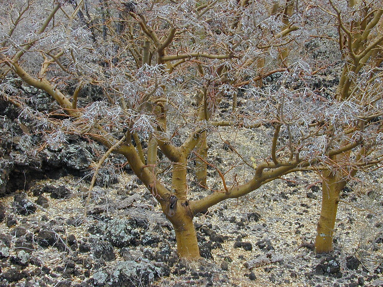 Erythrina sandwicensis, Wiliwili — spreading deciduous (Fabaceae) (image 8 of 10)