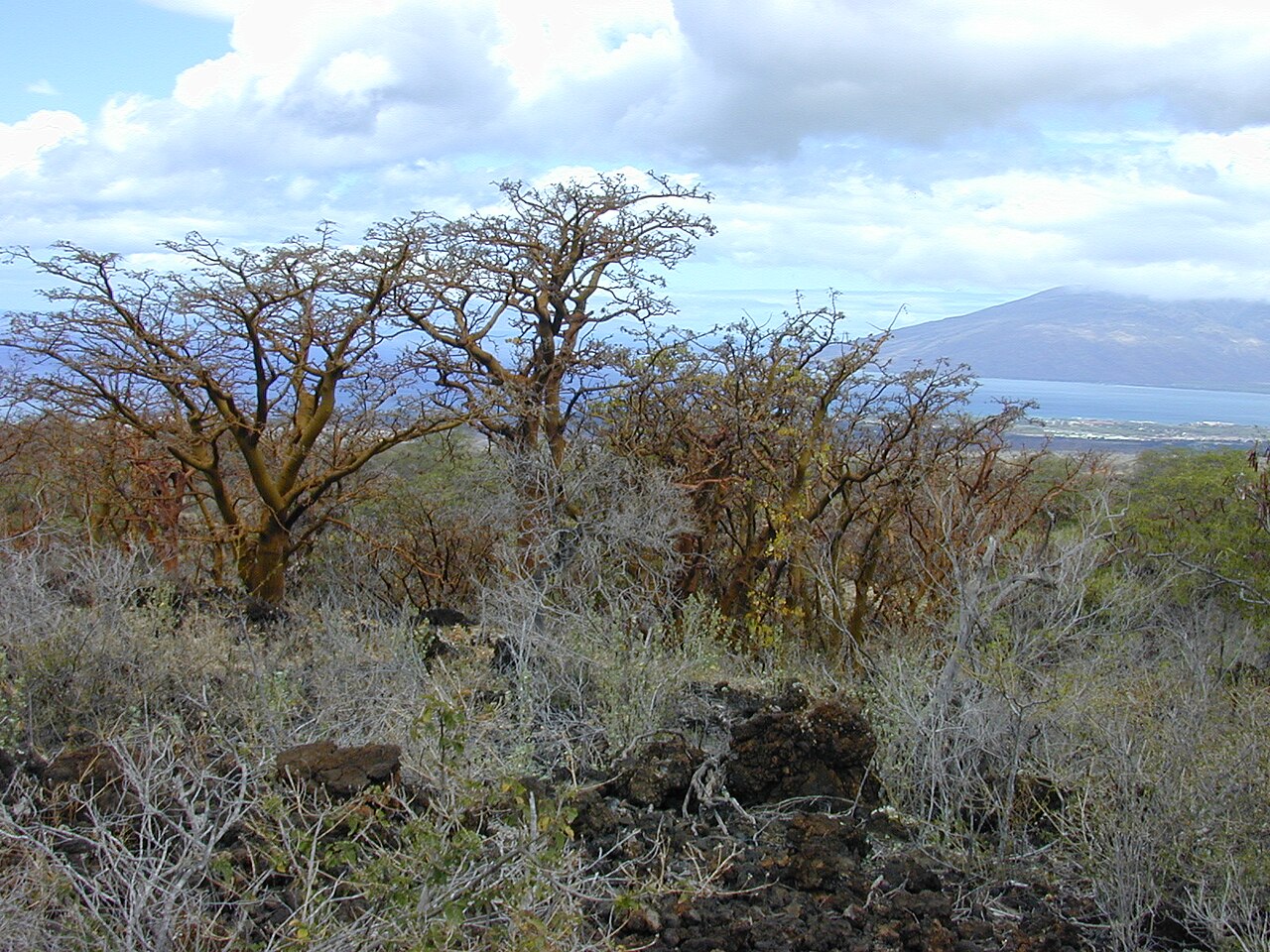 Erythrina sandwicensis, Wiliwili — spreading deciduous (Fabaceae) (image 9 of 10)