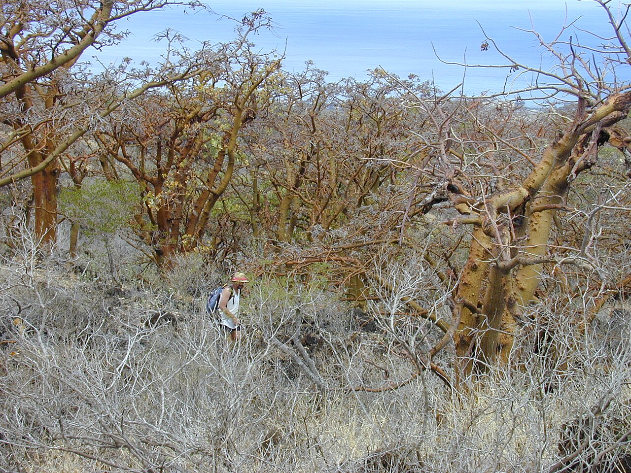 Erythrina sandwicensis, Wiliwili — spreading deciduous (Fabaceae) (image 10 of 10)