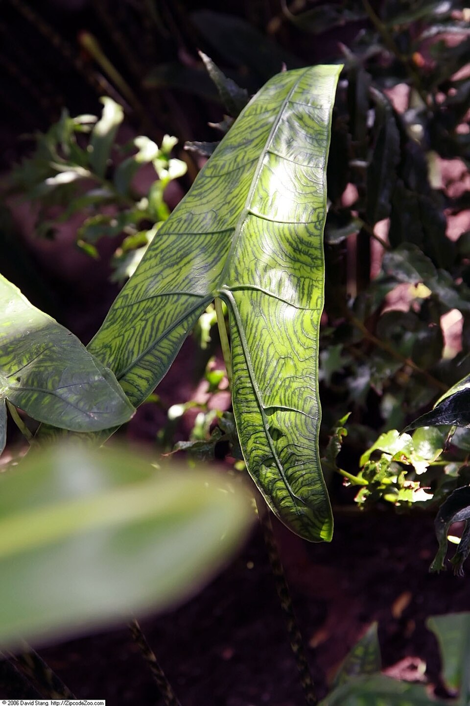 Alocasia zebrina (Zebra Alocasia) (alternate view 6)