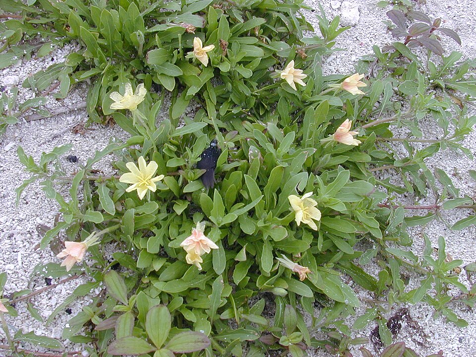 Oenothera laciniata (cutleaf evening primrose)