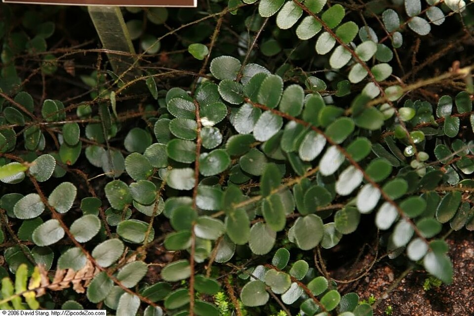 Pellaea rotundifolia (Button Fern) (alternate view 9)