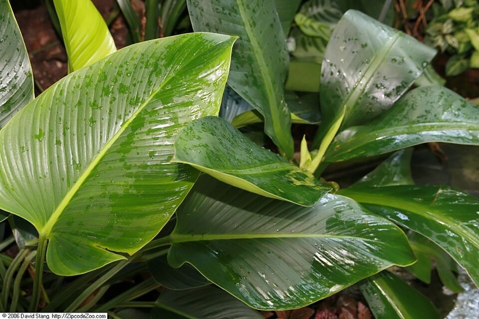 Philodendron 'Rojo Congo' (Rojo Congo Philodendron) (alternate view 4)