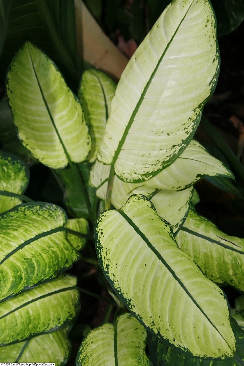 Dieffenbachia seguine (Dumb Cane) (alternate view 7)