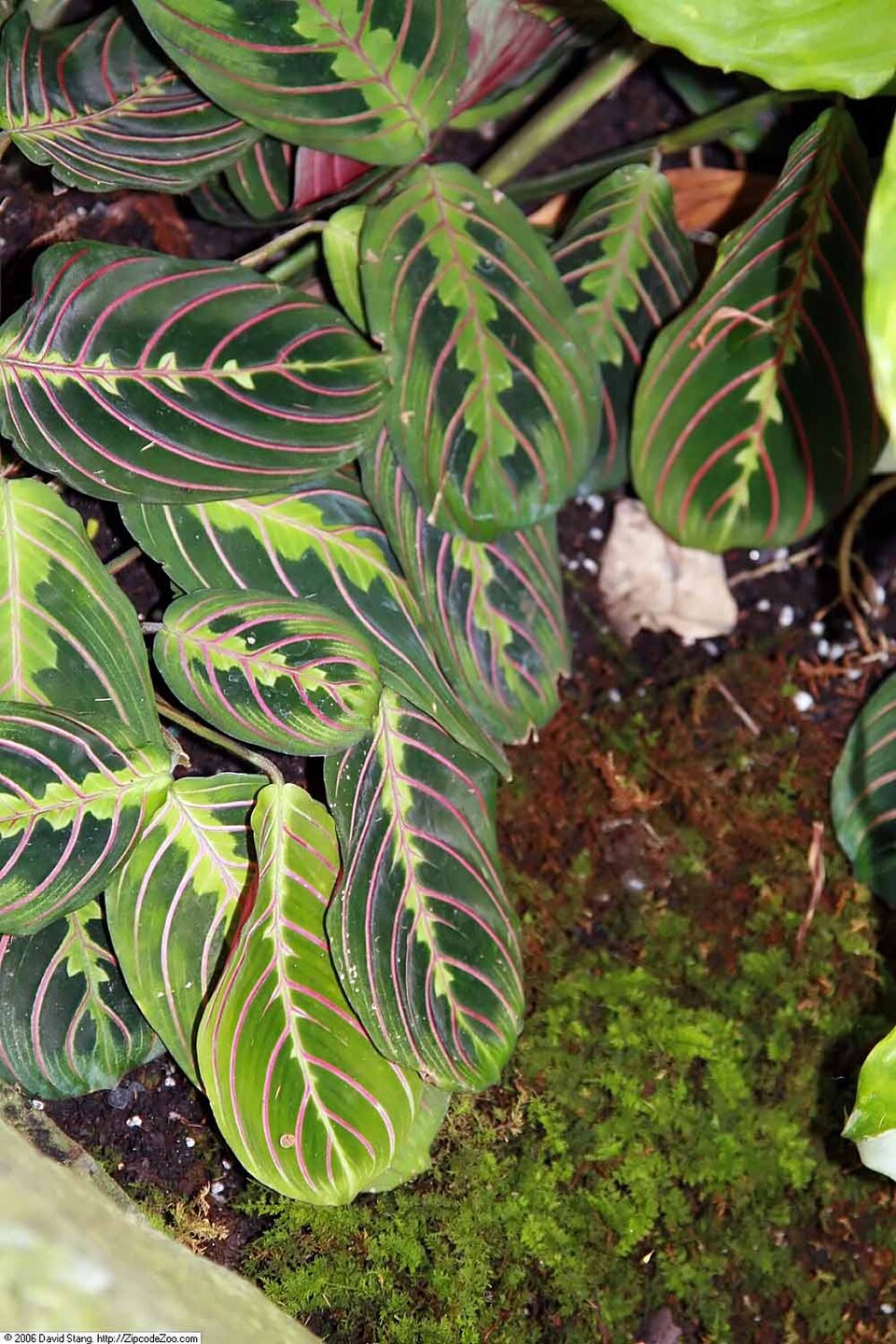 Maranta leuconeura var. erythroneura (Red Prayer Plant) (alternate view 4)