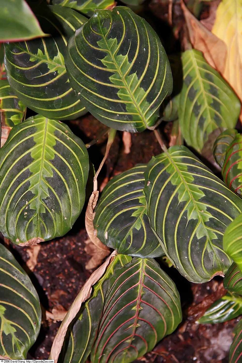 Maranta leuconeura var. erythroneura (Red Prayer Plant) (alternate view 5)