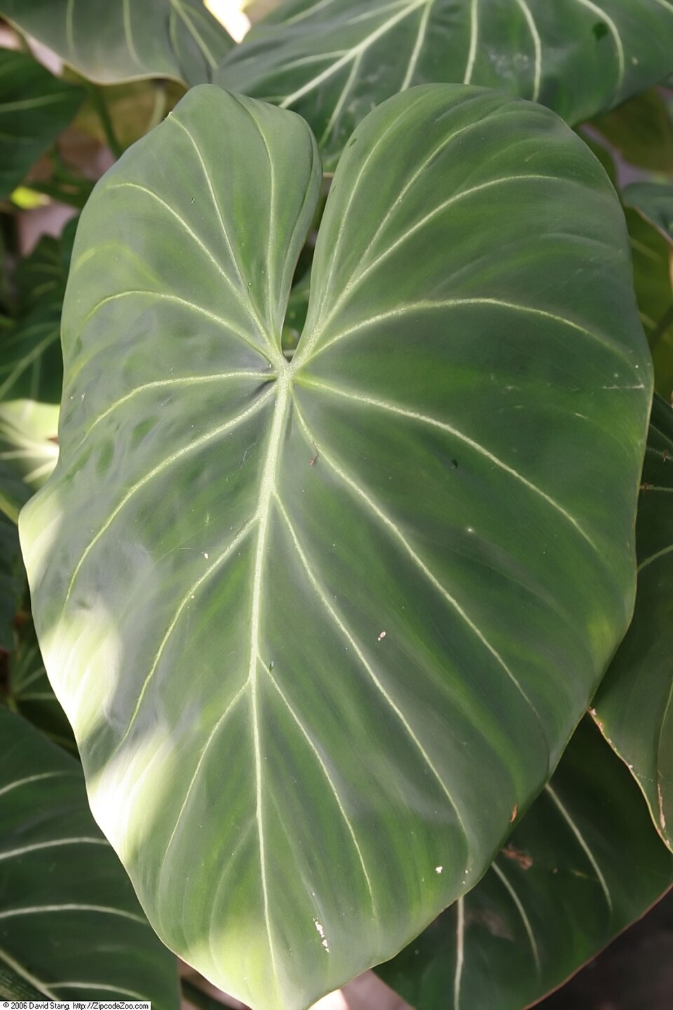 Philodendron gloriosum (Glorious Philodendron) (alternate view 10)