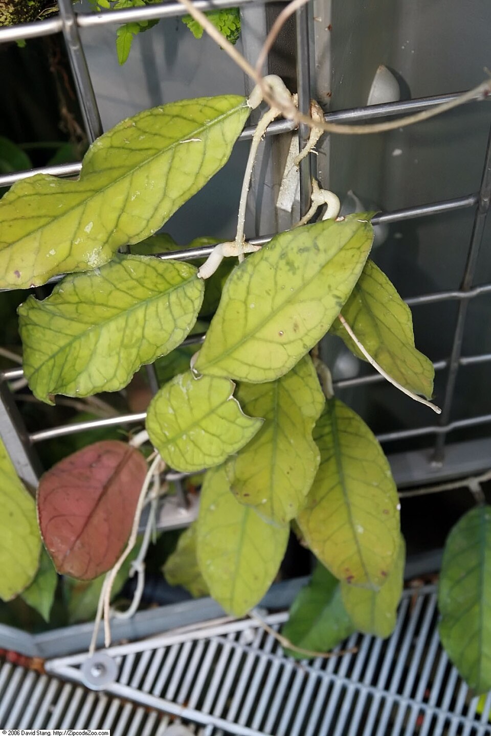 Hoya meredithii (Hoya Meredithii)