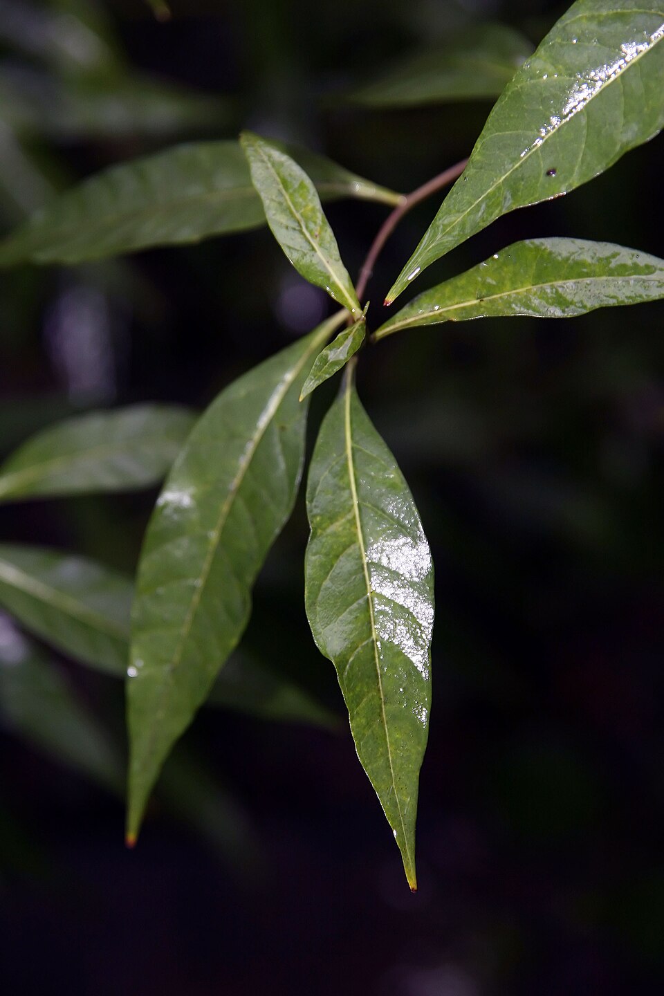 Amsonia tabernaemontana (Eastern Bluestar) (alternate view 9)
