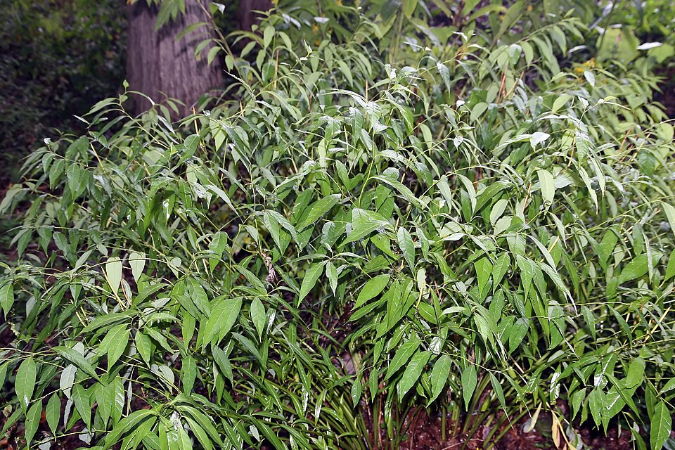 Amsonia tabernaemontana (Eastern Bluestar) (alternate view 10)